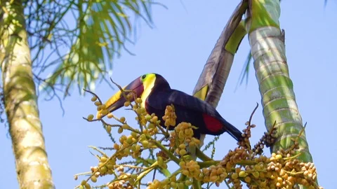 Toucan in Slowmotion Stock Footage 103191705