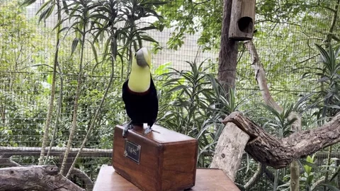 Toucan in a Tip Box watching the camera Stock Footage 254831842