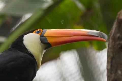 Toucan Toco portrait Stock Photos