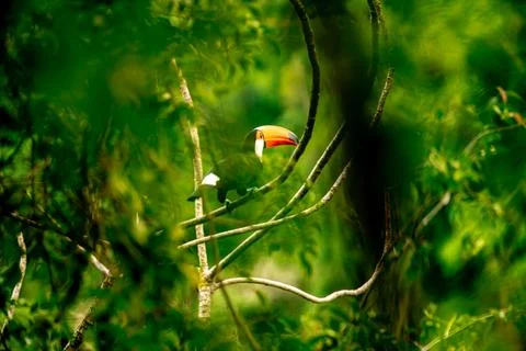 Toucan on a tree branch in the amazon forest Stock-Fotos