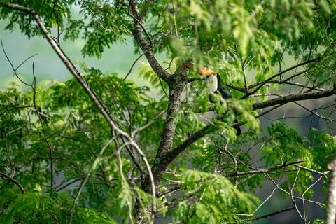Toucan on a tree branch in the amazon forest Stock-Fotos