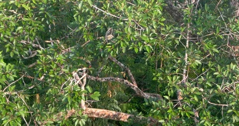 Toucan in the Trees Stock Footage 120487940