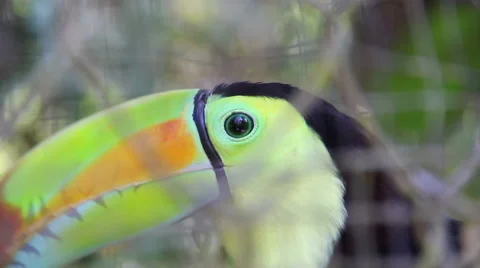 Toucan turns head Stock Footage 42356901