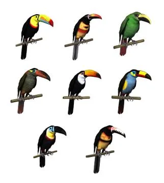 Toucan Varieties Stock Illustration