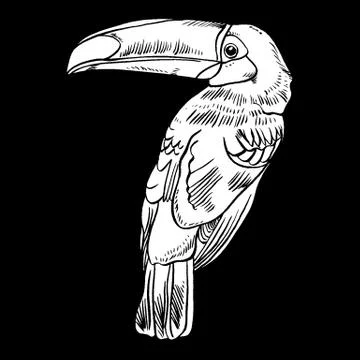 Toucan, Vector illustration of a , bird isolated on white background Illustrazione stock