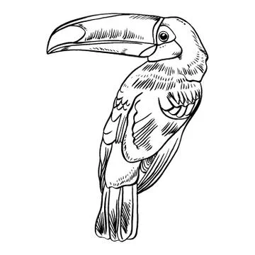 Toucan, Vector illustration of a , bird isolated on white background Illustrazione stock