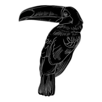 Toucan, Vector illustration of a , bird isolated on white background Illustrazione stock