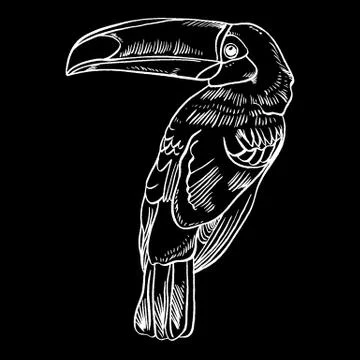 Toucan, Vector illustration of a , bird isolated on white background Illustrazione stock