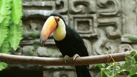 Toucan in the zoo sitting on the tree. Stock Footage 72102552