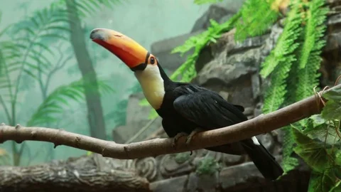Toucan in the zoo trying to fly. Stock Footage 72102542