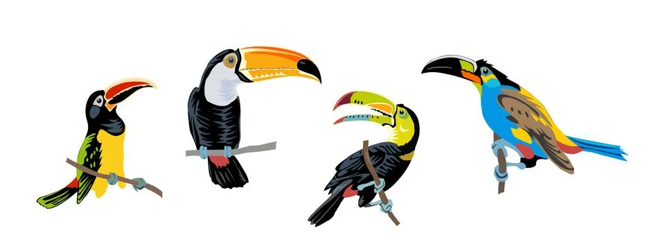 Toucans cartoon set vector realistic on white. Stock Illustration