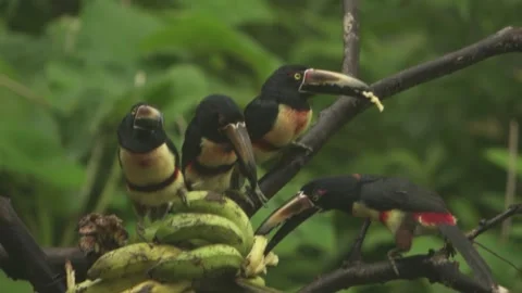 Toucans Eating Video stock 312820111