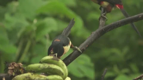 Toucans Eating Video stock 312820117