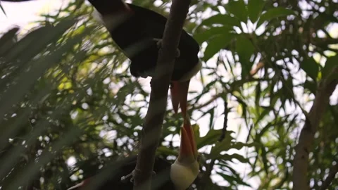 Toucans fighting in the tree tops Video stock 159997975