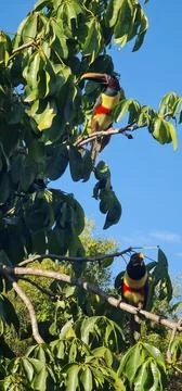 Toucans in the Park of Powers Stock Photos