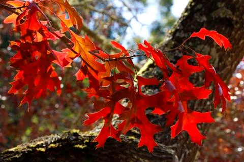 A Touch of Autumn Foto stock