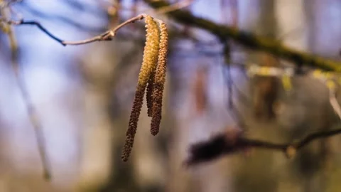 Touch of birch Stock Footage 237395561