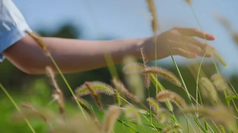 Touch the bristlegrass and the tree trunk Stock Footage 273533842