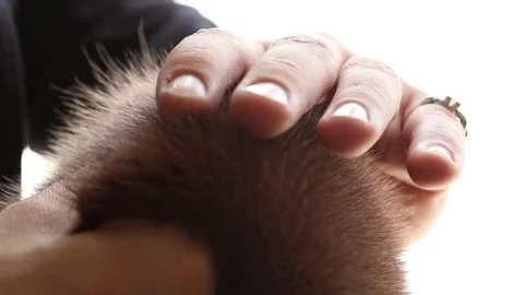 Touch a Four with hand Stock Footage 106183109