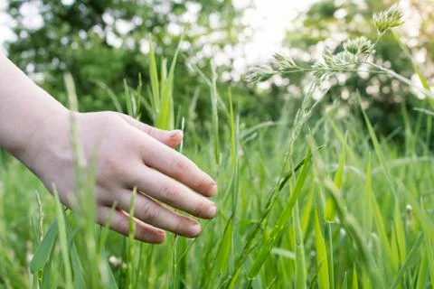 Touch the green grass Stock Photos