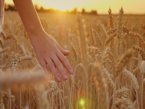 Touch the mature spikelets of wheat. At sunset, shallow depth of field Stock Footage 77572540