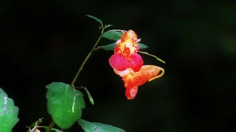 Touch Me Not Stock Footage 1042338