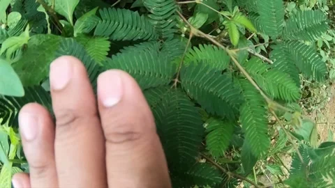 Touch-Me-Not Leaves Contracting After Being Touched By Finger (Slow Motion) Video stock 145210889