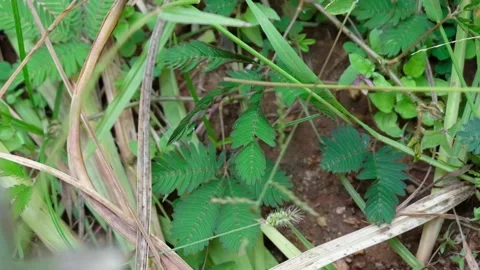 Touch me not plant closing Stock Footage 147874788