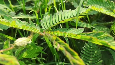 Touch-Me-Not Plants in a Vibrant Woodland Environment Stock Footage 292192023