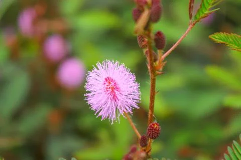 Touch-me-not tree or sensitive plant Flowers asia nature 写真素材