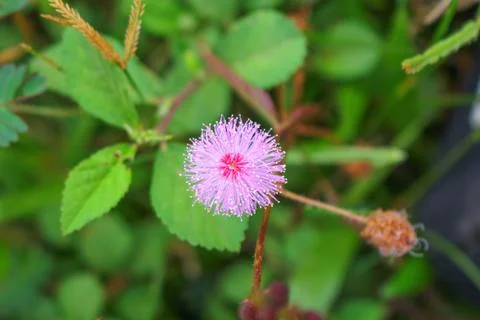 Touch-me-not tree or sensitive plant Flowers asia nature Stock Photos