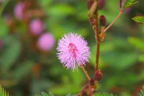 Touch-me-not tree or sensitive plant Flowers asia nature Stock Photos
