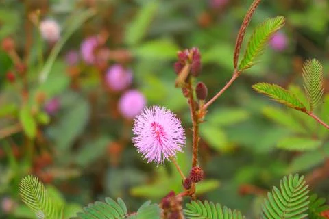 Touch-me-not tree or sensitive plant Flowers asia nature Stock Photos