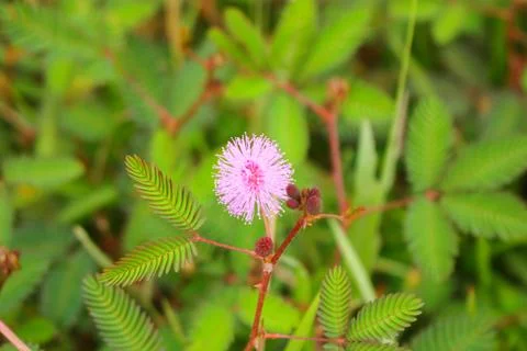 Touch-me-not tree or sensitive plant Flowers asia nature 写真素材
