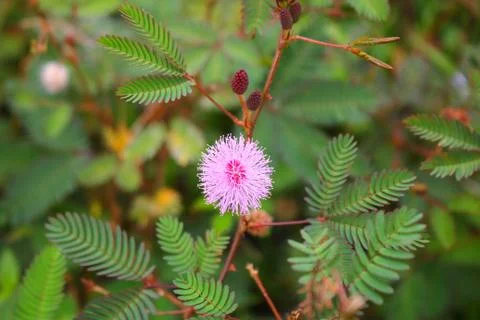 Touch-me-not tree or sensitive plant Flowers asia nature Stock Photos