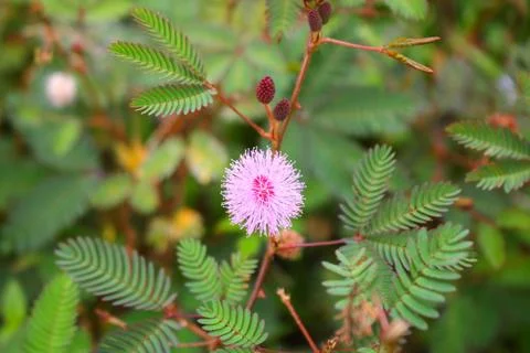 Touch-me-not tree or sensitive plant Flowers asia nature Stock Photos
