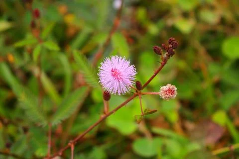 Touch-me-not tree or sensitive plant Flowers asia nature Stock Photos