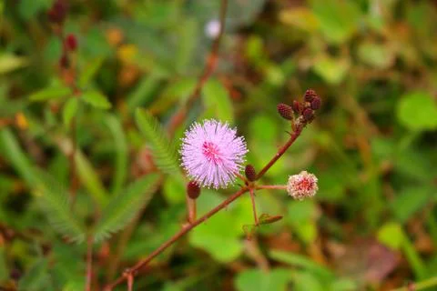 Touch-me-not tree or sensitive plant Flowers asia nature Stock Photos