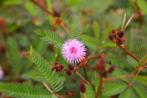 Touch-me-not tree or sensitive plant Flowers asia nature 写真素材