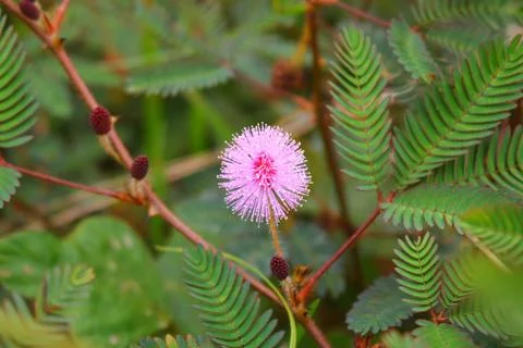 Touch-me-not tree or sensitive plant Flowers asia nature Stock Photos