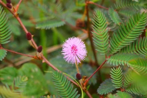 Touch-me-not tree or sensitive plant Flowers asia nature Stock Photos