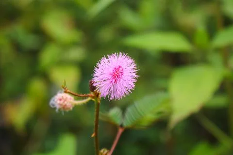 Touch-me-not tree or sensitive plant Flowers asia nature Stock Photos