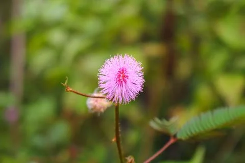 Touch-me-not tree or sensitive plant Flowers asia nature Stock Photos