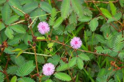 Touch-me-not tree or sensitive plant Flowers asia nature Foto stock