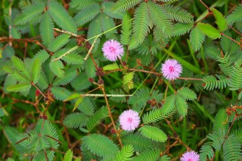 Touch-me-not tree or sensitive plant Flowers asia nature Foto stock