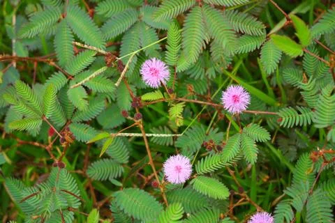 Touch-me-not tree or sensitive plant Flowers asia nature Stock Photos