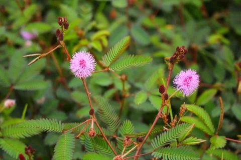 Touch-me-not tree or sensitive plant Flowers asia nature Stock Photos