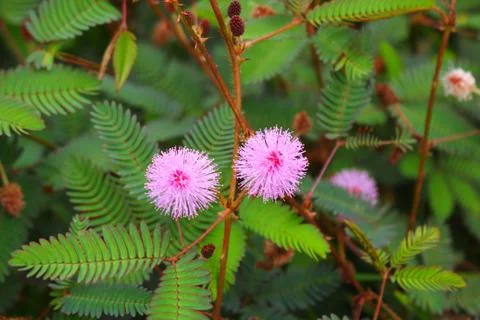 Touch-me-not tree or sensitive plant Flowers asia nature Stock Photos