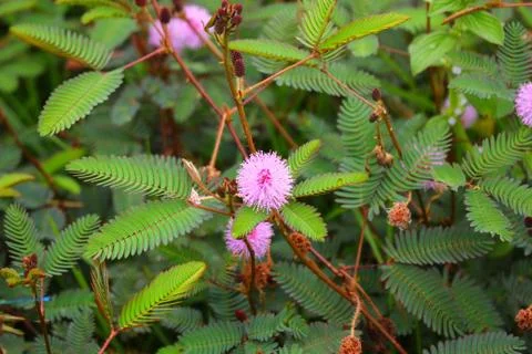 Touch-me-not tree or sensitive plant Flowers asia nature Stock Photos