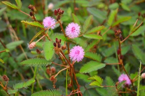 Touch-me-not tree or sensitive plant Flowers asia nature Stock Photos
